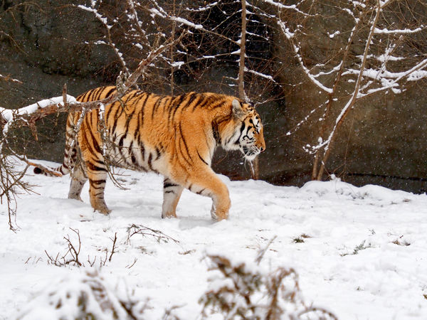 Amur (Siberian) Tiger...