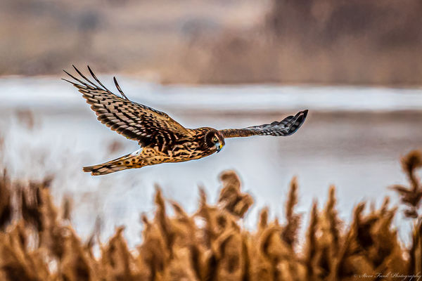 Harrier over marsh grass and Bear River ponds...