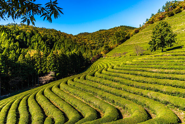 8 - South Korea/Boseong - Boseong Green Tea Planta...