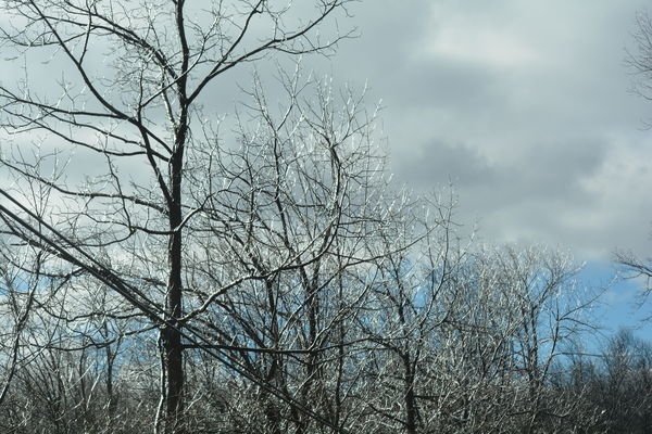 Ice on the trees....