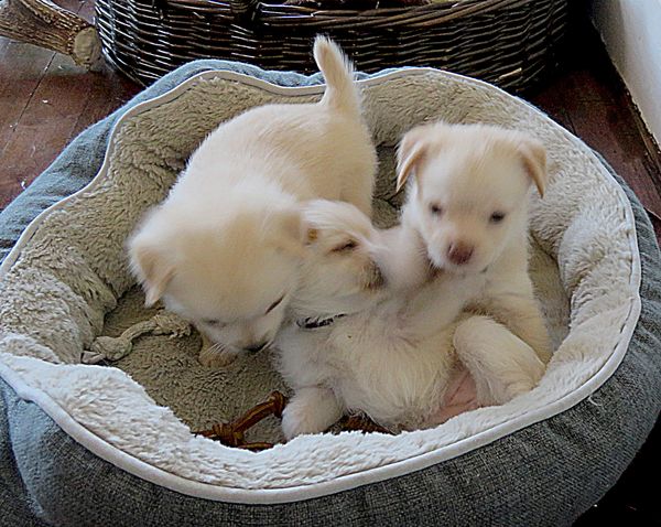 Clora's puppies...