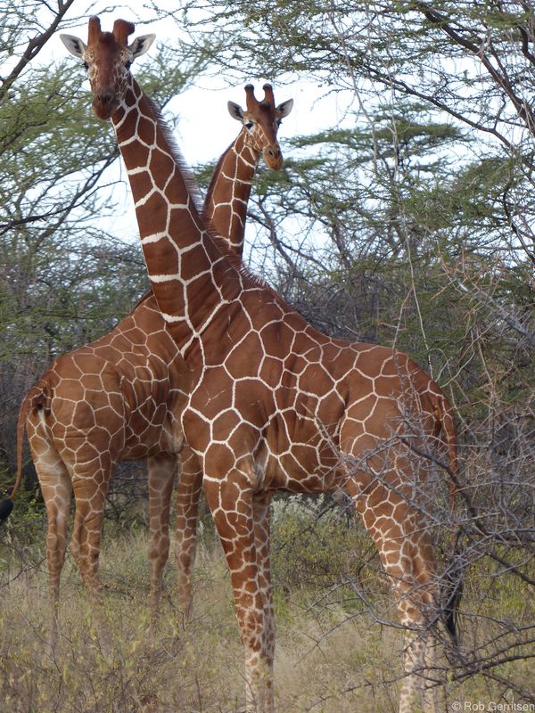 Reticulated giraffes in Samburu, Kenya...