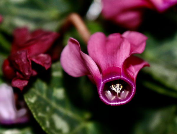 Miniature cyclamen Up close and personal...