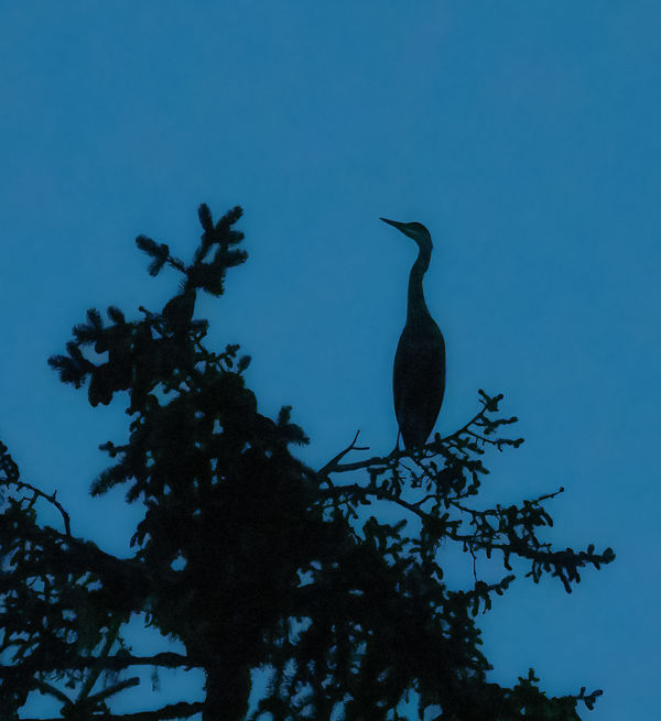 Heron Silhouette (cropped)...