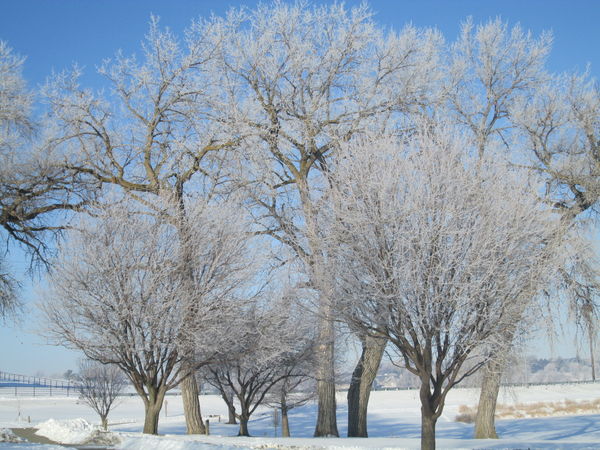 A stand of trees at Skyview Lake...