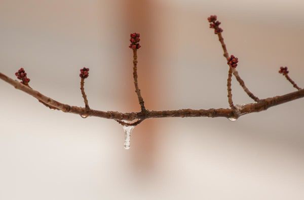 Ice on a stick (yesterday)...