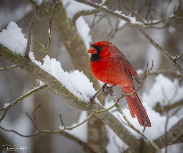 Male cardinal...