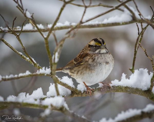 White throated sparrow...