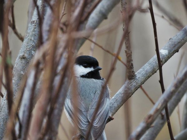a chickadee for me and thee...