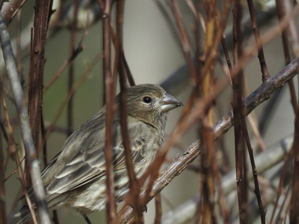 a house finch trying to hide from me...