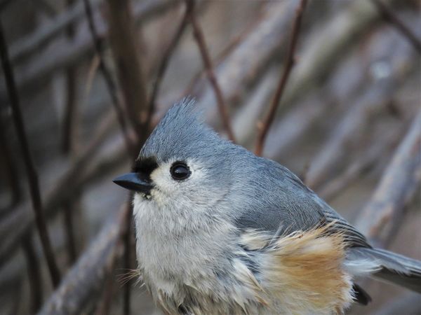 a titmouse on a windy day...