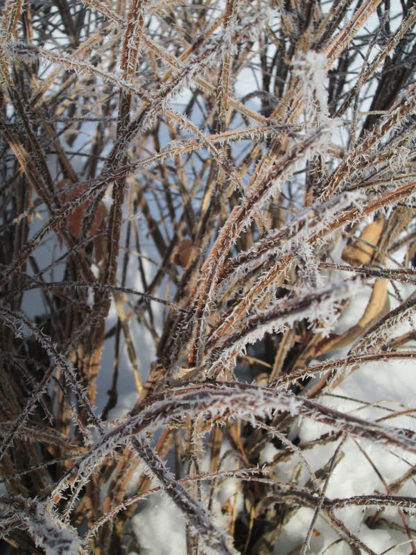 Frost on the Burning Bush...