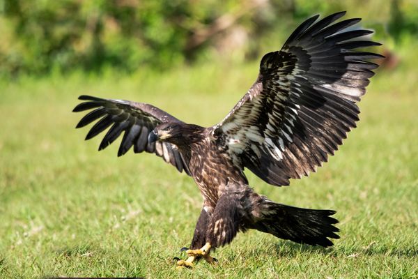Juvenile Bald Eagle...
