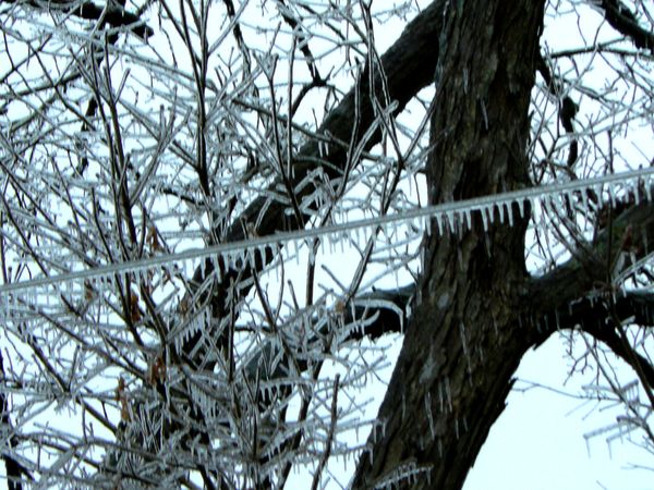 Power line and Tree branches covered with Ice...