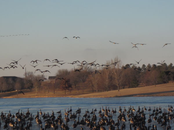 Geese flew in for Stop Over at Skyview Lake...