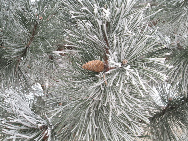 Pine Cone in the Frosted Tree...