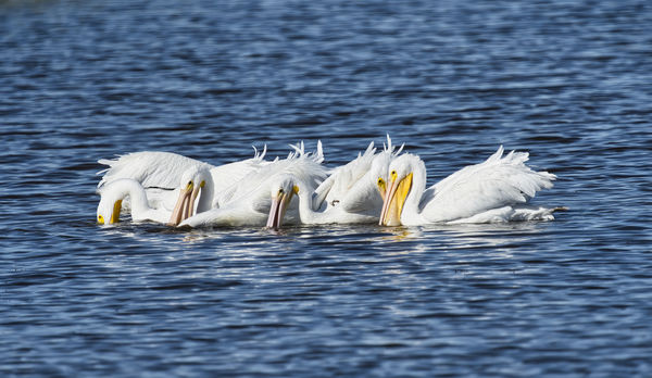 White Pelicans...