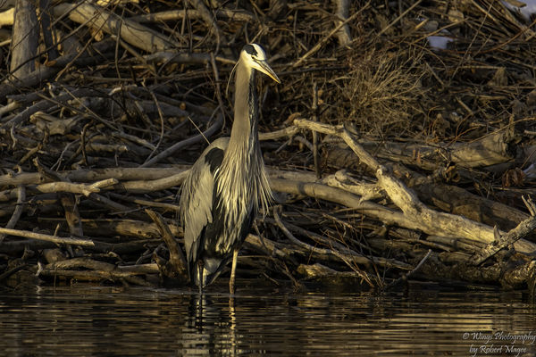 Great Blue Heron in the morning light...