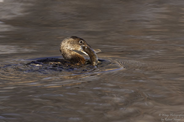 Pie-billed Grebe with a fish...