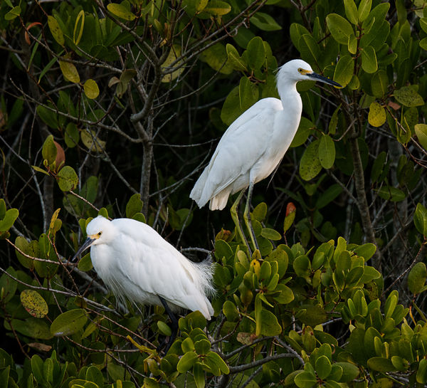 Snowy Egrets watching the crowd gathering....