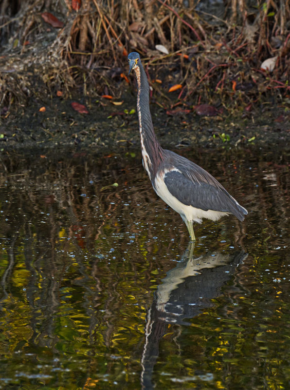 Embarrassed Tri Colored Heron.  Oops, he forgot to...
