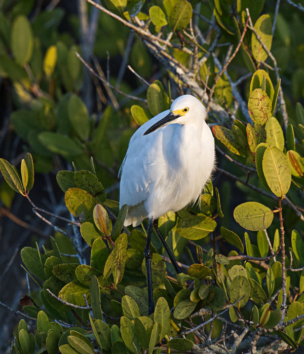 Snowy Egret catching the early morning rays....