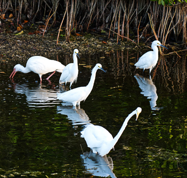 A mix of Egrets and Ibis.  One Egret is really giv...