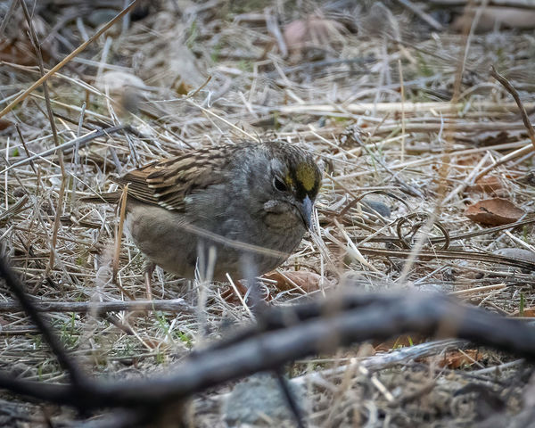 Golden-crowned Sparrow at Irvine Regional Park...