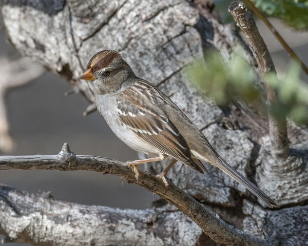White-crowned Sparrow at Irvine Regional Park...