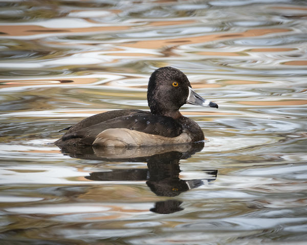 Ring-necked Duck at Irvine Regional Park...