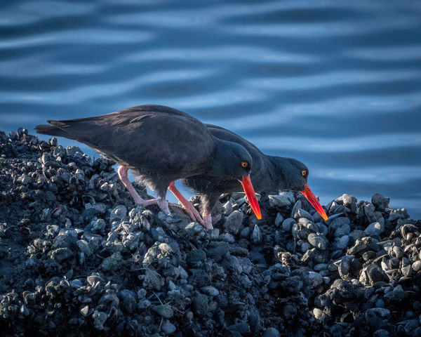 Black Oystercatchers at Los Angeles River, Long Be...