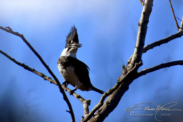 Male Belted Kingfisher - Wood Ibis Park, Gulfport...