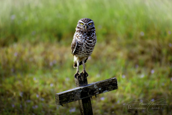 Burrowing Owl, Cape Coral Florida...