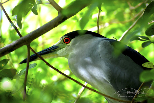 Black Crowned Night Heron - Wood Ibis Park, Gulfpo...