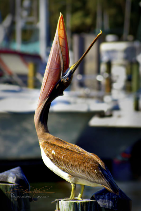 Brown Pelican Juvenile - Gulfport Marina...