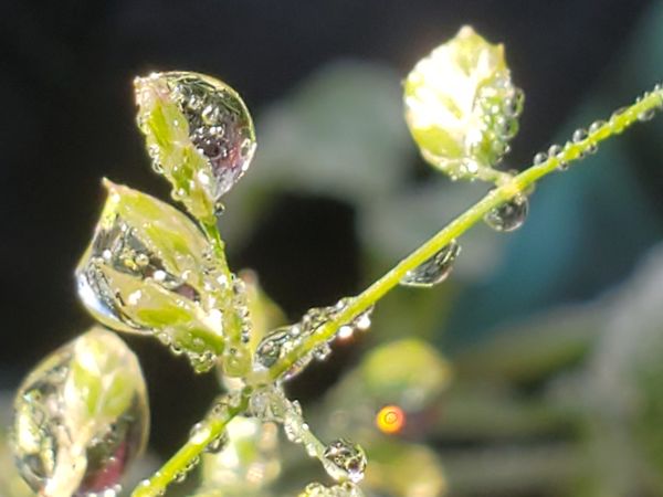 Clip on macro lens photo of frozen droplets on gra...
