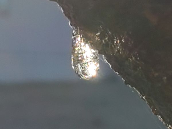 Closeup of frozen droplet 💧 on tree trunk....
