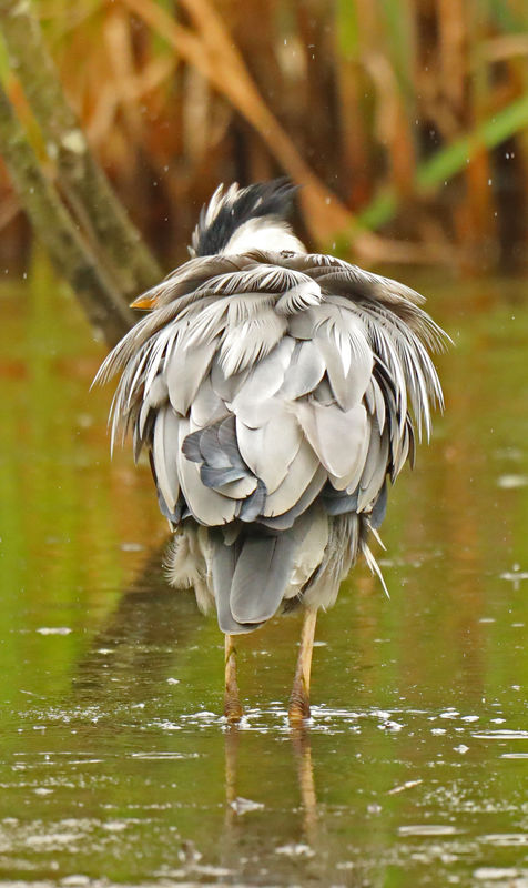 grey heron...