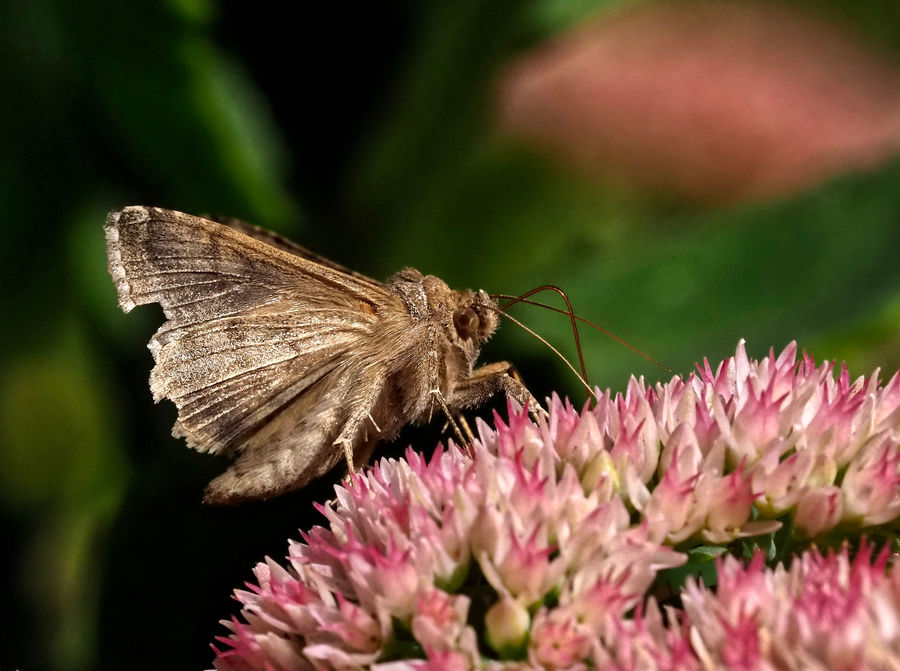 This is a common little garden moth, but I don't k...
