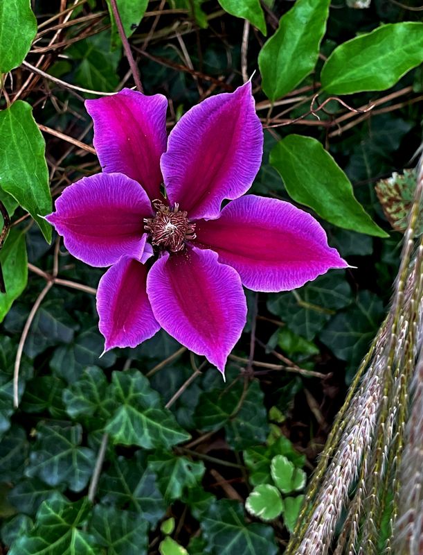 Clematis Charmaine...