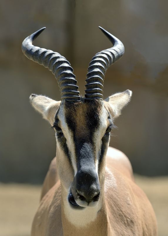 Nubian Soemmerring's Gazelle...