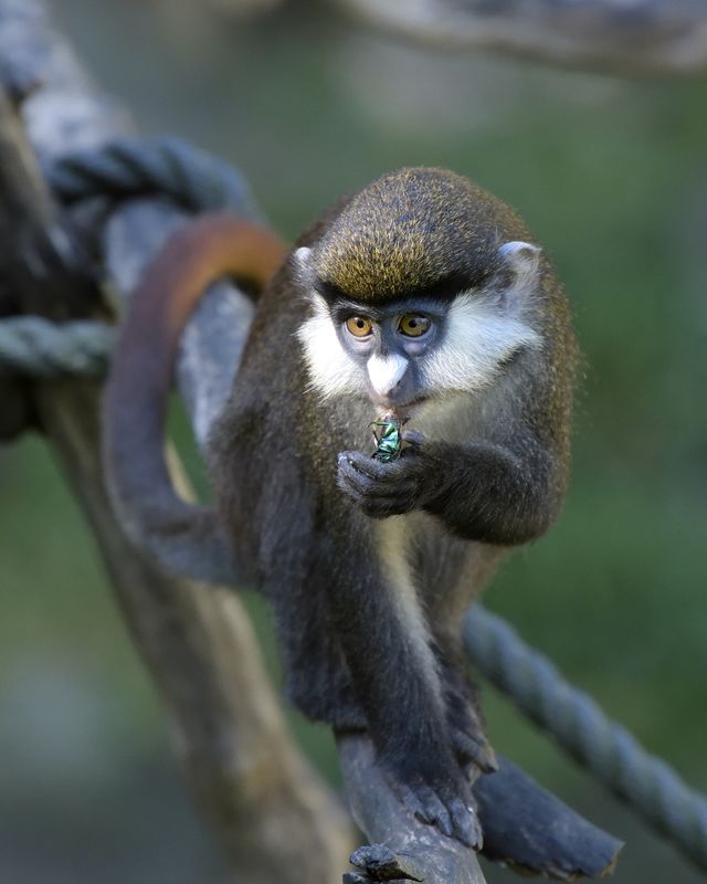 Schmidt's Red-tailed Monkey...