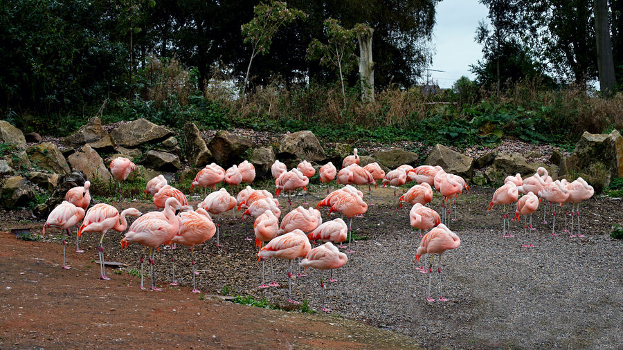 Flamingoes at rest...
