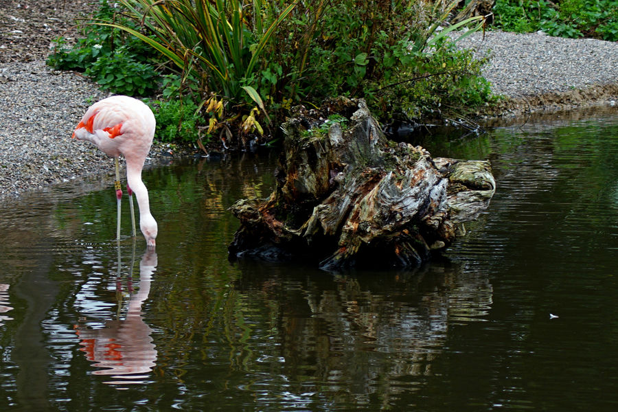 A Thirsty Flamingoe...
