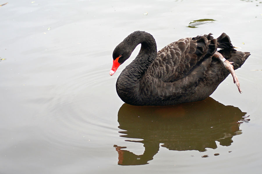 A beautiful Black Swan....