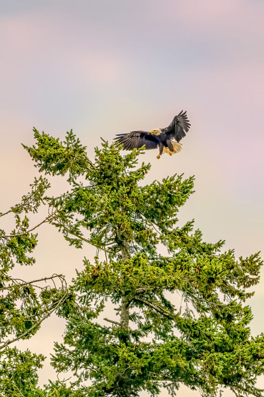 Bald Eagle Landing-same bird same sky!...