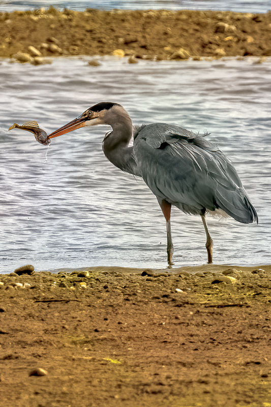 GBH Tries To Swallow...