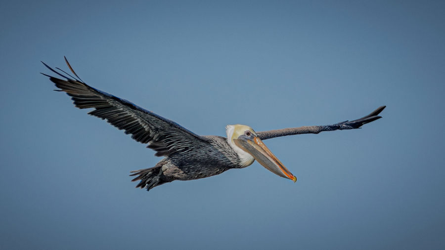 Brown Pelican soaring overhead...
