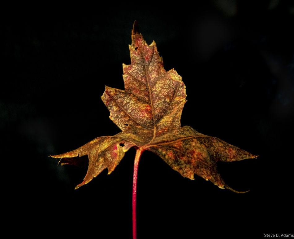 Red Maple Leaf...