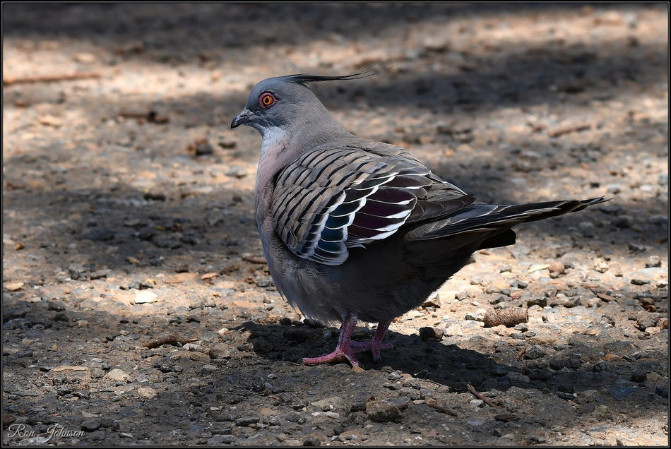 Crested Pigeon, one of my alltime favourite birds....